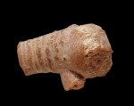 Apiocrinus