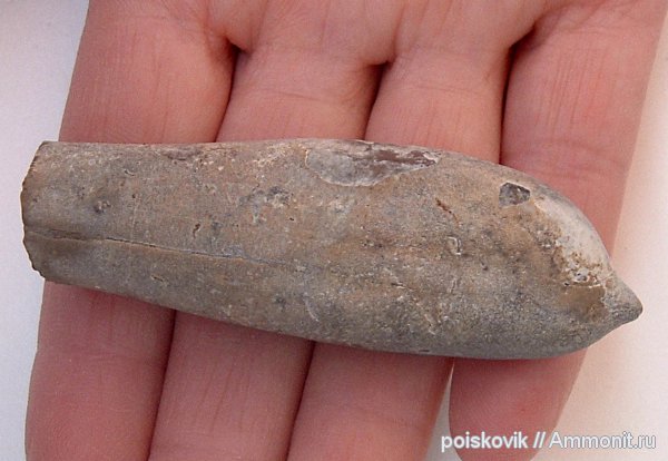 белемниты, головоногие моллюски, Крым, Duvalia, дювалии, belemnites