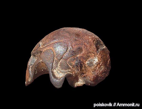 наутилусы, головоногие моллюски, Крым, Xenocheilus, Nautilida, Xenocheilus ulixis, Pseudonautilidae