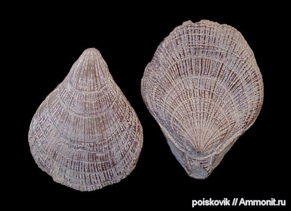 брахиоподы, берриас, Крым, Terebratulida, Symphythyris, Symphythyzis arguinensis, Symphythyzis, Berriasian