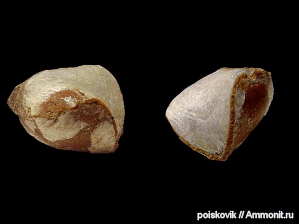 брахиоподы, Крым, баррем, нижний баррем, Lacunosella, Lacunosella moutoniana