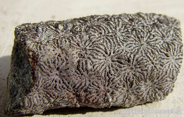 кораллы, Крым, Thamnasteria, Scleractinia