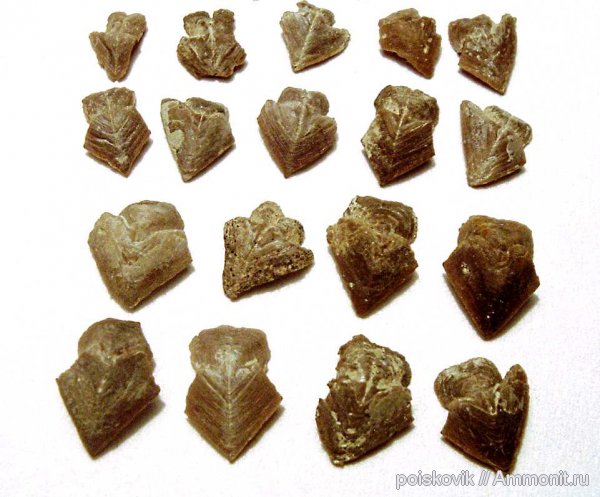 Крым, ринхолиты, баррем, Akidocheilus, Akidocheilus (Planecapula), Akidocheilus (Planecapula) infirus