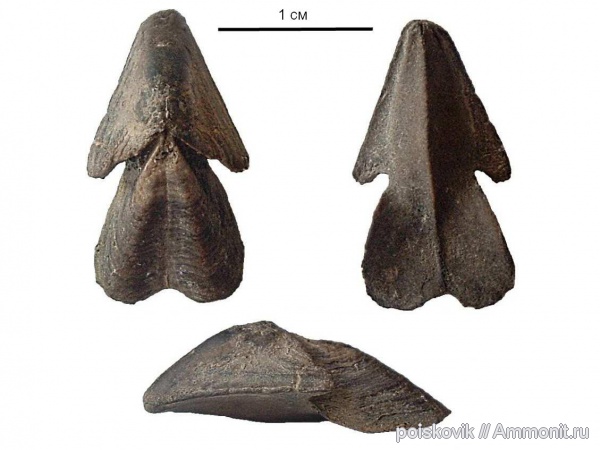 головоногие моллюски, Крым, апт, ринхолиты, Hadrocheilus, Aptian