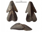 Hadrocheilus