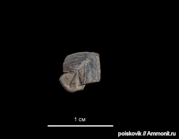 Крым, апт, ринхолиты, Akidocheilus, Aptian
