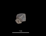 Akidocheilus dichotomus Komarov