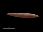 Hibolites