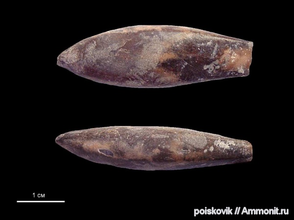 белемниты, головоногие моллюски, Крым, апт, Duvalia, дювалии, Aptian, belemnites