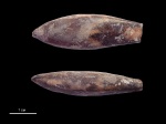 Duvalia binervioides