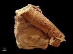 Anahamulina