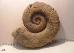 Crioceratites