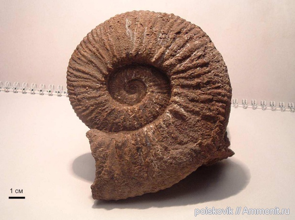 аммониты, головоногие моллюски, Крым, баррем, нижний баррем, Ammonites, Barremian
