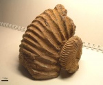 Speetoniceras