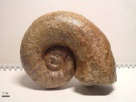 Pictetia