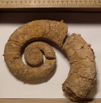 Crioceratites