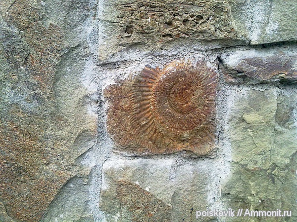аммониты, головоногие моллюски, Крым, Ammonites, Балаклава