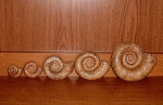 Biasaloceras