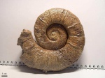 Crioceratites