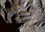 Ellipsocephalus