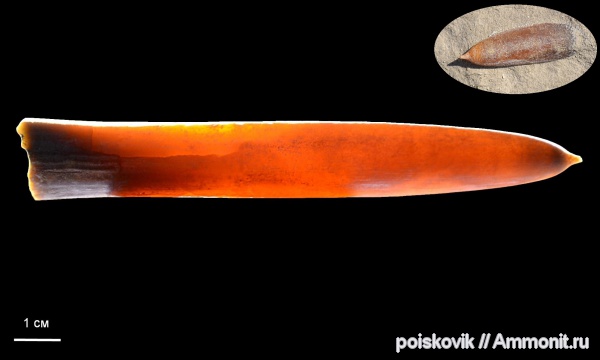 белемниты, головоногие моллюски, маастрихт, Крым, Балаклава, Maastrichtian, belemnites