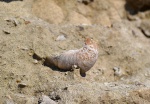 Gryphaea