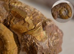 Spiticeras