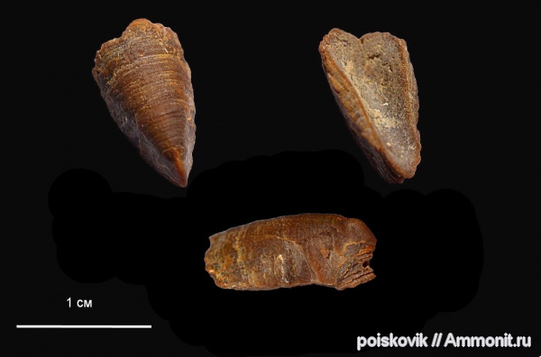 головоногие моллюски, Крым, ринхолиты, Tillicheilus obtusus, Tillicheilus, конхоринхи