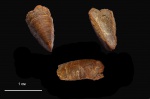 Tillicheilus obtusus