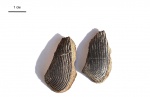 Tauriaptychus sp.