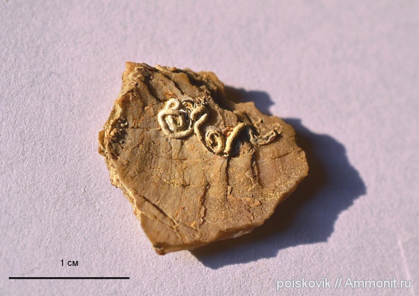 серпулы, Крым, Serpulidae