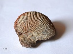 Macrocephalites ex gr. jacquoti (Douv.)