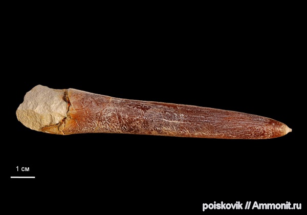 белемниты, головоногие моллюски, Крым, Балаклава, проостракум, belemnites