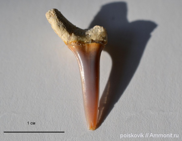рыбы, зубы, Крым, зубы акул, Балаклава, Striatolamia, fish, teeth, shark teeth
