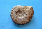 Dalmasiceras
