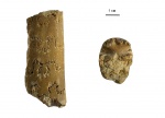 Baculites sp.