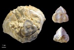 Xanthopsis