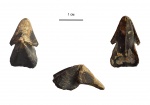 Hadrocheilus