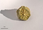 Actinocyclina sp.