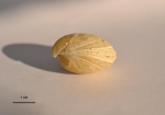 Terebratulida