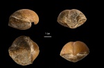 Choristites mosquensis