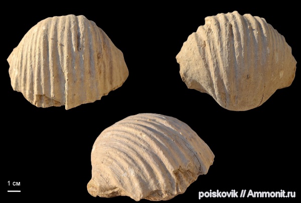 брахиоподы, Gigantoproductus, Gigantoproductus crassus