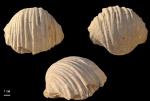 Gigantoproductus crassus