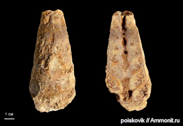 гастроподы, брюхоногие моллюски, Крым, Nerineidae, неринеи, Pentaptyxis