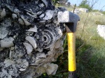 Strombus