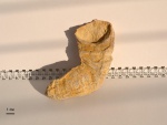 Gshelia rouilleri