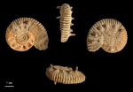 Malbosiceras sp.