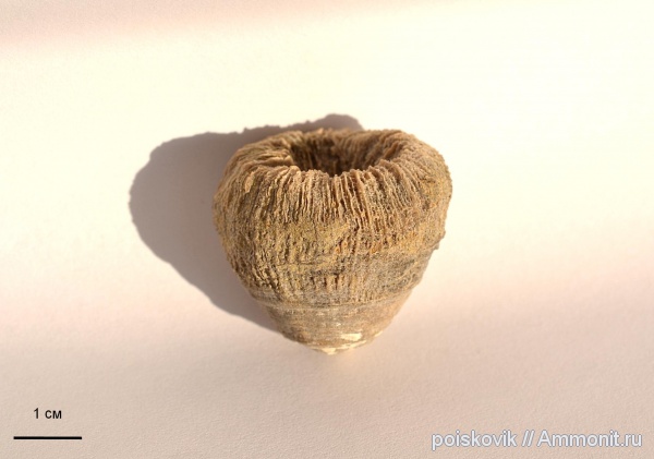 кораллы, Крым, Scleractinia