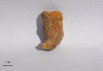 Коралл