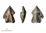 Hadrocheilus (Dentatobeccus)